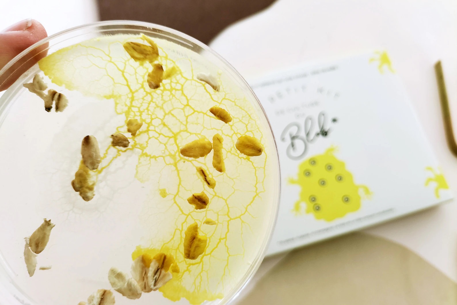 Schleimpilz Blob – Zuchtset mit Sklerotium, Petrischale & Anleitung - Ansicht 2