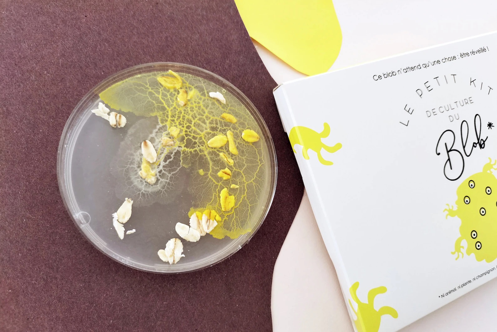 Schleimpilz Blob – Zuchtset mit Sklerotium, Petrischale & Anleitung - Ansicht 7